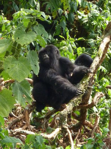 Gorilla Trekking in Rwanda