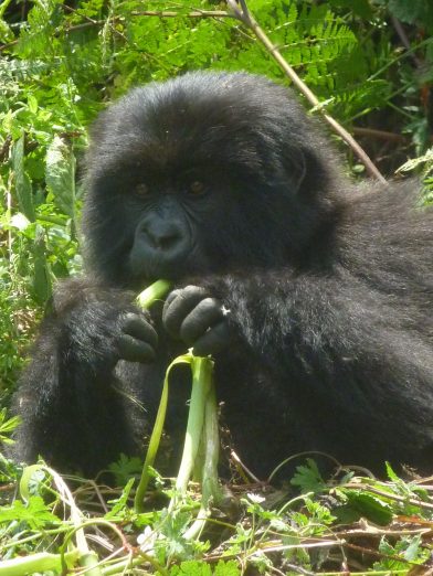 Gorilla Trekking in Rwanda