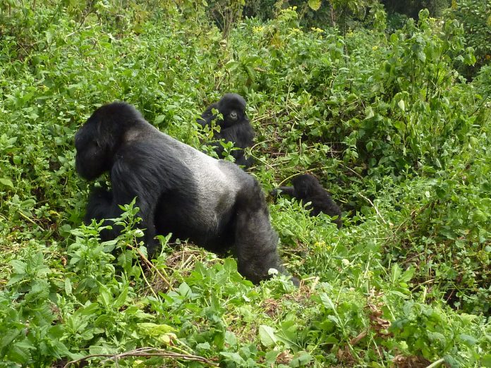 Gorilla Trekking in Rwanda