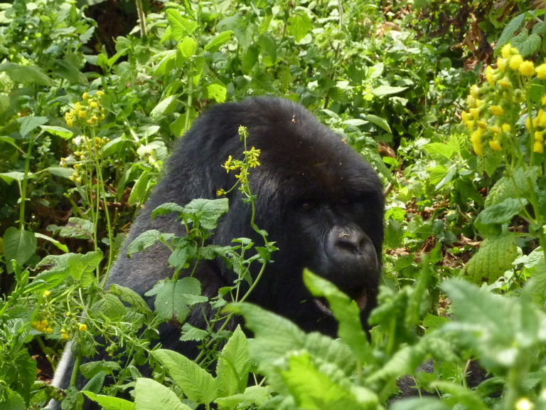 Getting Slapped By a Gorilla in Rwanda