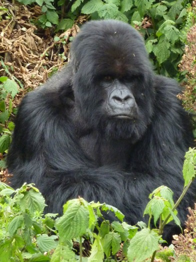 Gorilla Trekking in Rwanda