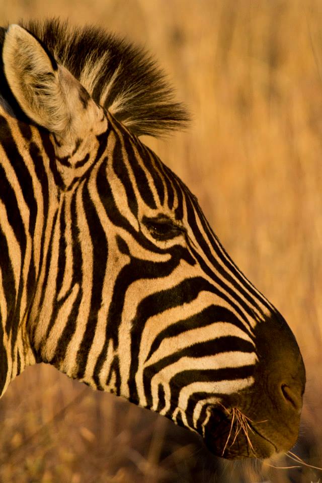 Zebra in South Luangwa Zebra in South Luangwa National Park Zambia Helen in Wonderlust