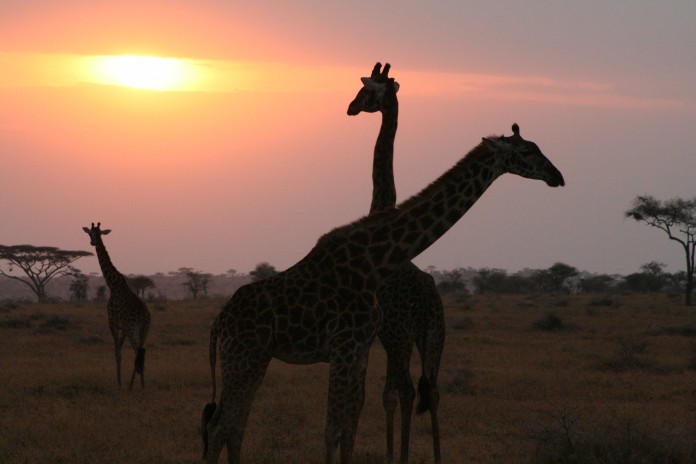 Serengeti Giraffes