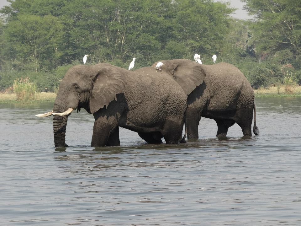 Elephant essays