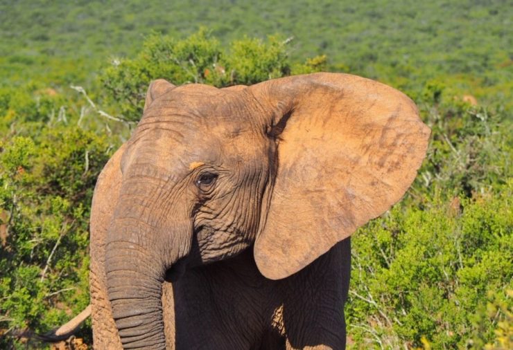 Elephant in Addo