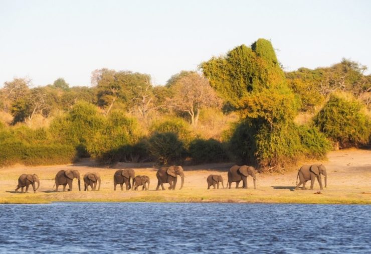 Elephants in Chobe National Park - Botswana