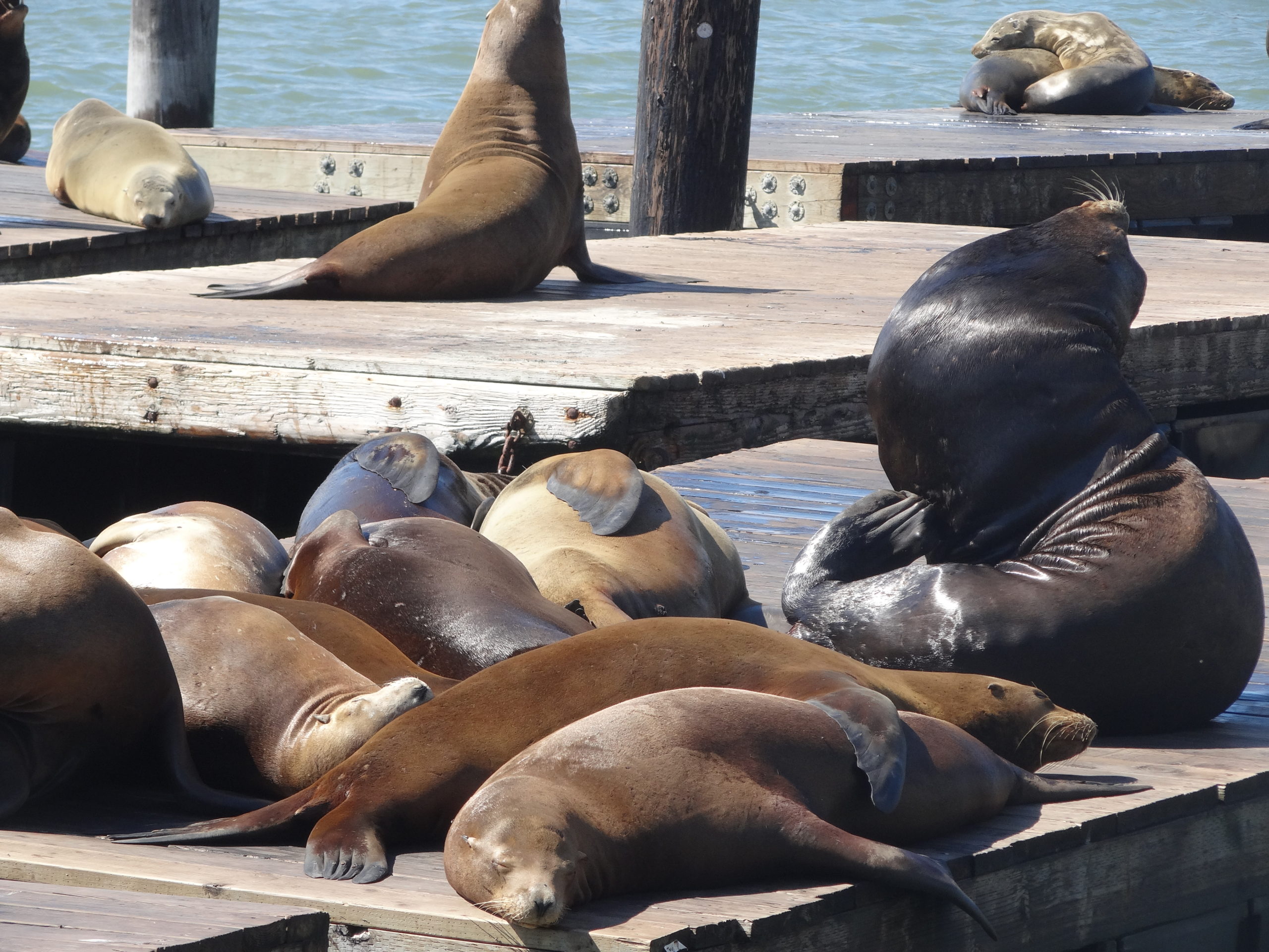 Sea Lions at Pier 39 San Francisco