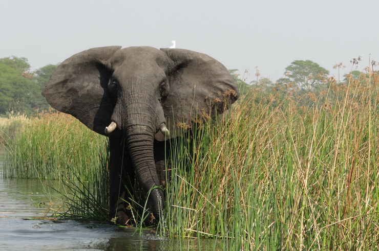 Elephant in Liwonde NP Malawi