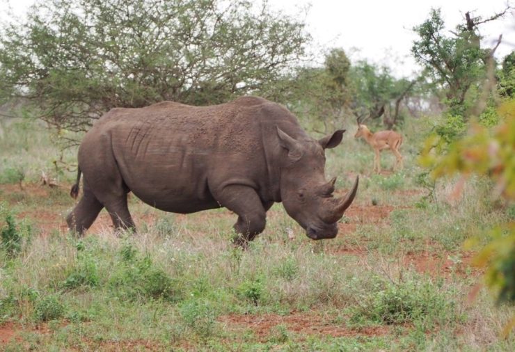 Kruger National Park - South Africa