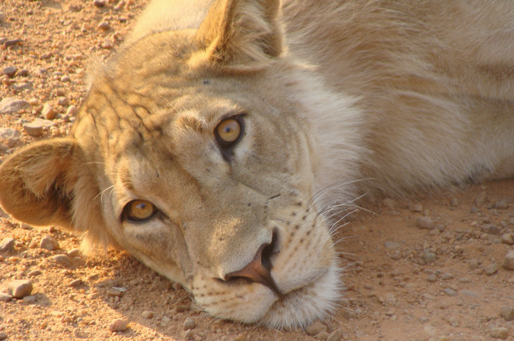 Lion in South Luangwa National Park Zambia