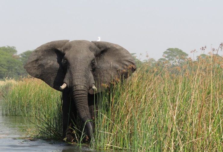 Elephant in Liwonde National Park, Malawi