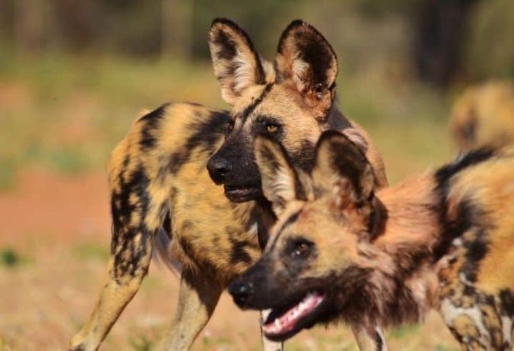 Safaris in Southern Africa - Wild Dogs in Mana Pools National Park