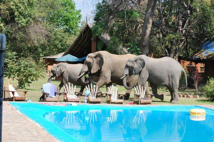 Parque Nacional South Luangwa