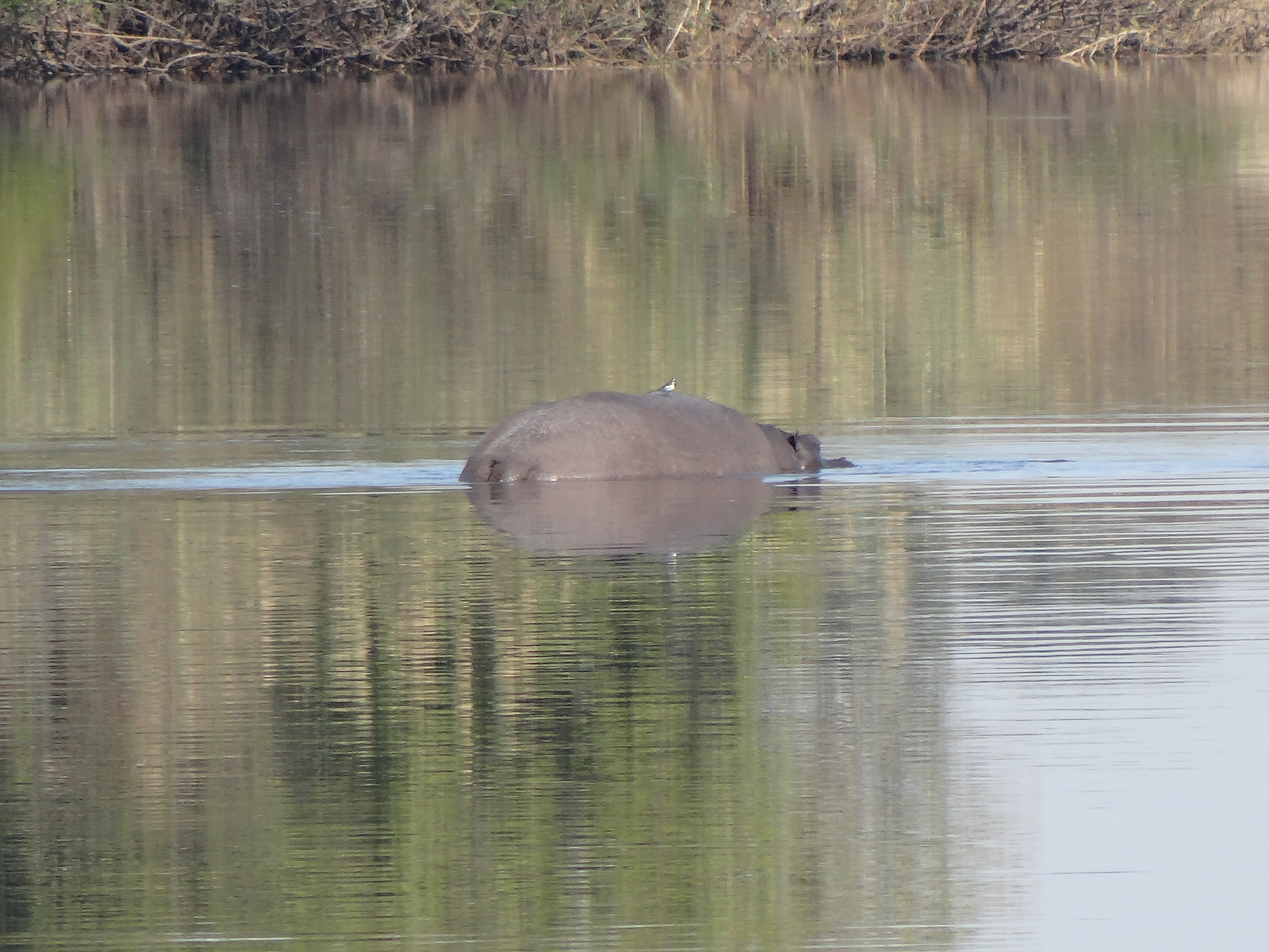 Hippo in the Zambezi