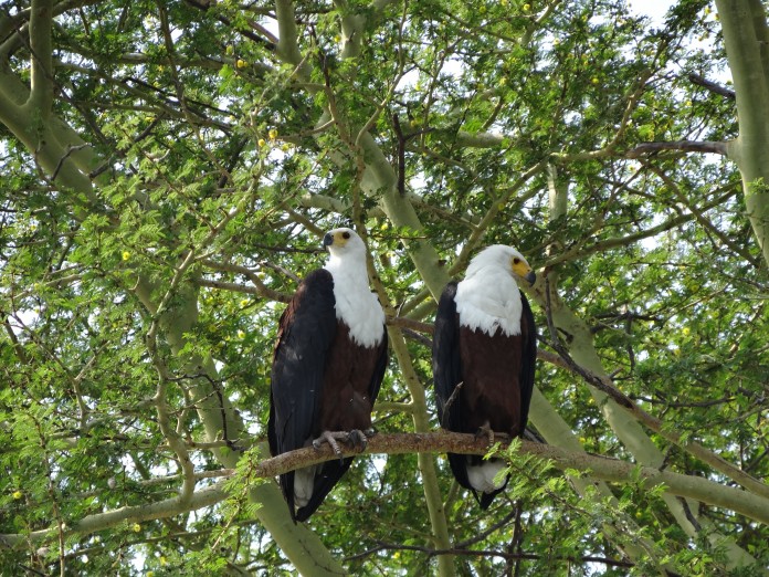 Fish Eagles at Liwonde National Park Malawi https://www.heleninwonderlust.co.uk