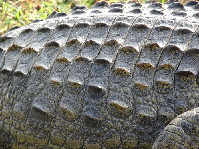 Liwonde National Park Crocodile