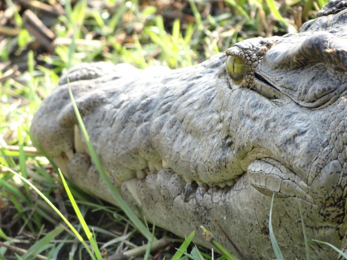 Liwonde National Park Crocodile