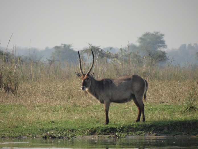 Liwonde National Park 