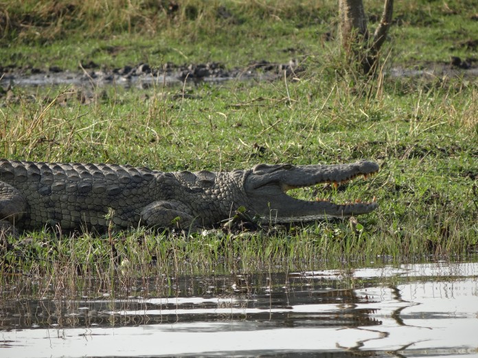 Liwonde National Park Crocodile