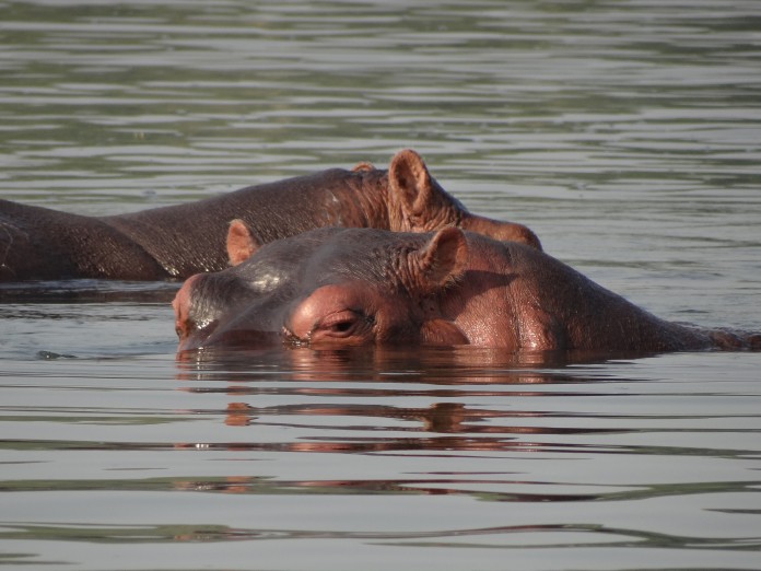 Liwonde National Park Hippo