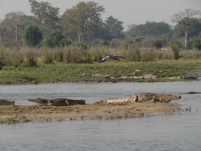 Liwonde National Park 