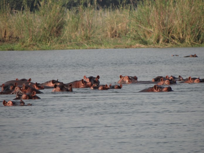 Liwonde National Park Hippo