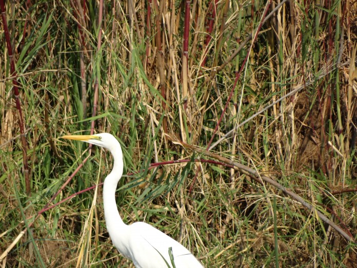 Liwonde National Park 