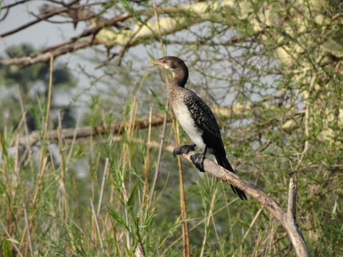 Liwonde National Park 