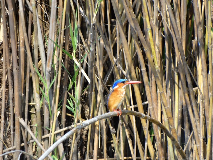 Liwonde National Park https://www.heleninwonderlust.co.uk/