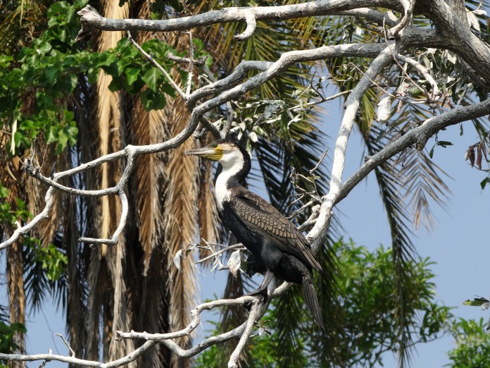 Liwonde National Park