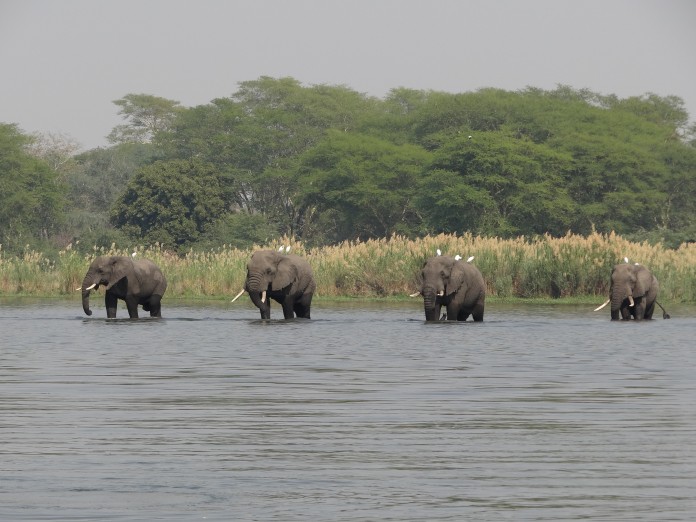 Liwonde National Park Elephant