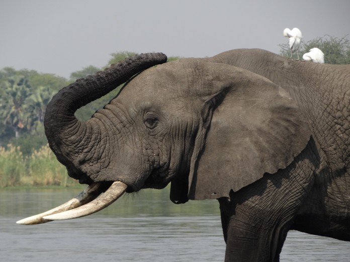 Liwonde National Park Elephant