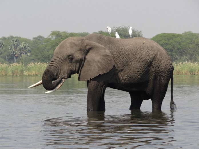 Liwonde National Park Elephant