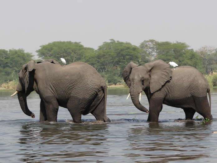 Liwonde National Park (331)