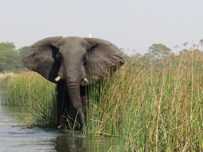 Elephant in Liwonde National Park 