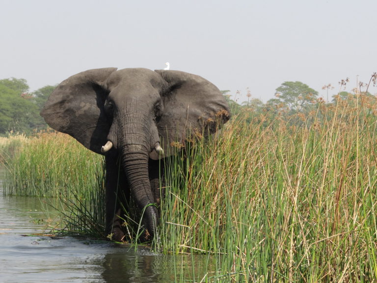 The Hazy Beauty of Liwonde National Park