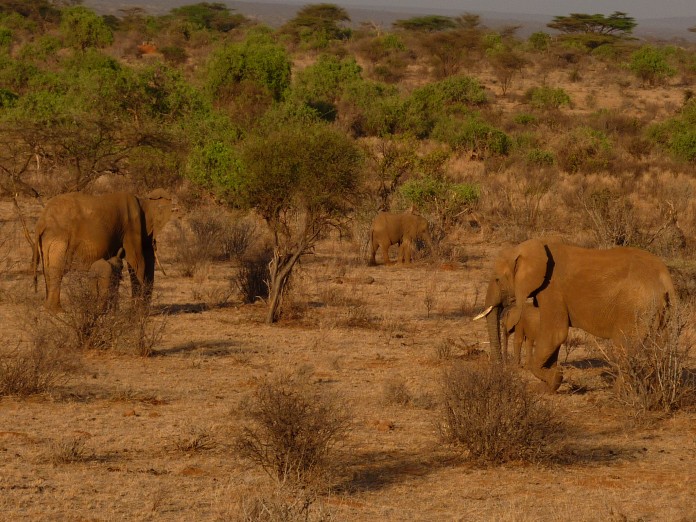 Samburu National Reserve Elephants