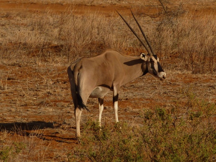 Samburu National Reserve Oryx