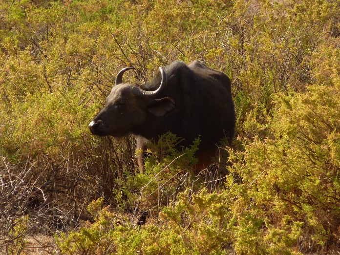 Samburu National Reserve Buffalo