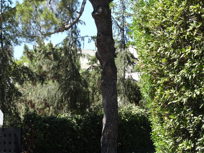 Madonna's Bush