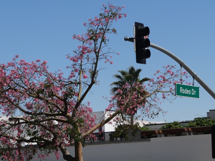 Rodeo Drive