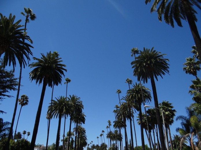 Hollywood Palm Ttrees