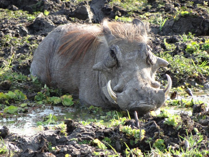 South Luangwa