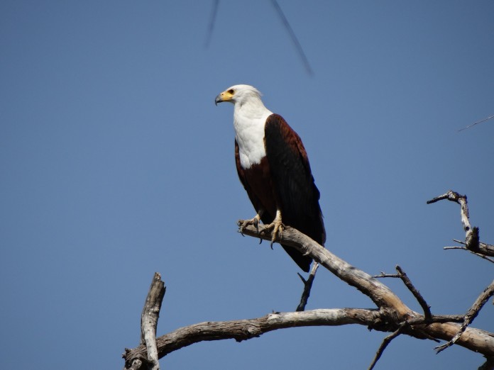 South Luangwa