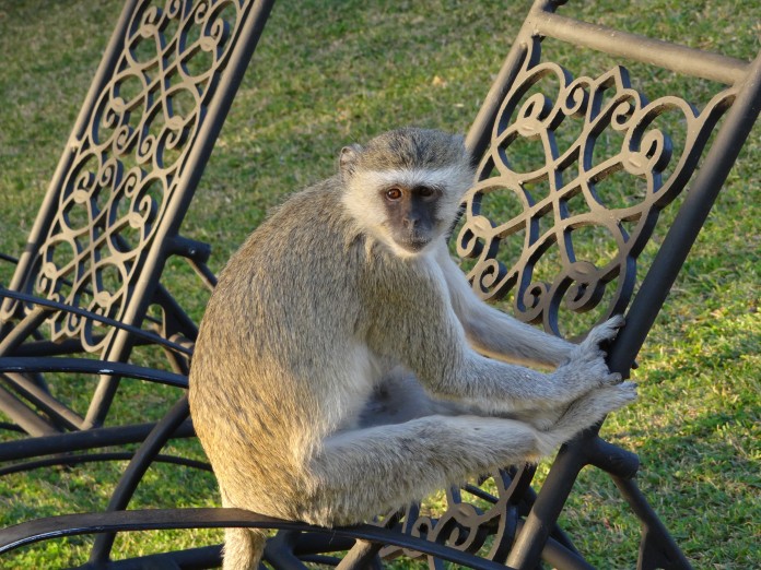 High Tea at The Royal Livingstone Afternoon Tea Zambia