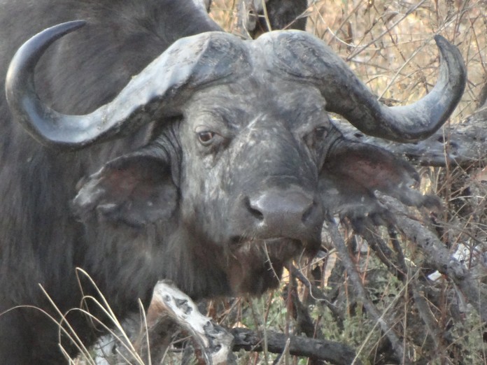 South Luangwa National Park Zambia (10)