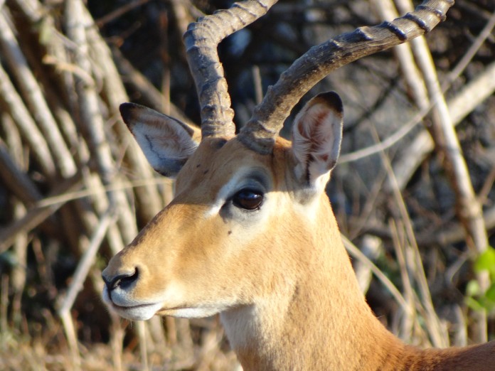 South Luangwa National Park Zambia (13)