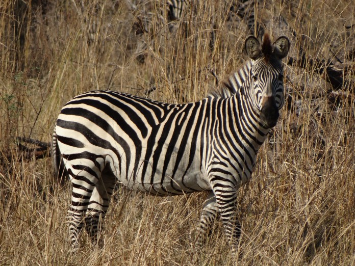 South Luangwa National Park Zambia (23)