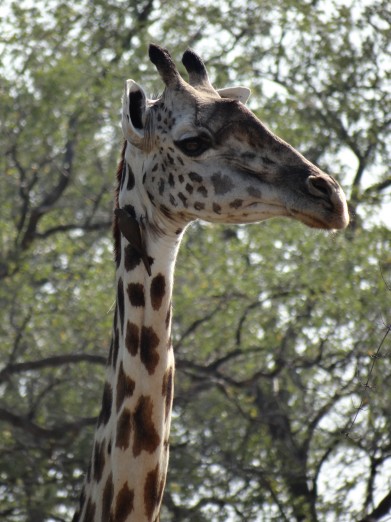 South Luangwa National Park Zambia (24)