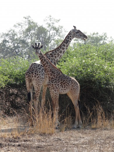 South Luangwa National Park Zambia (25)